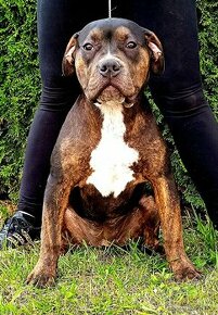 AMERICAN  BULLY XL