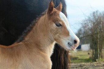 Welsh cob kobylka