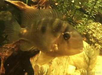 Gymnogeophagus balzanii