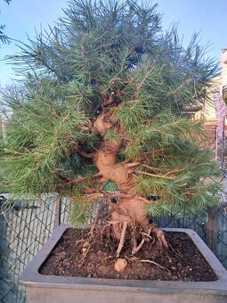 Bonsai,bonsaj Borovice - 1