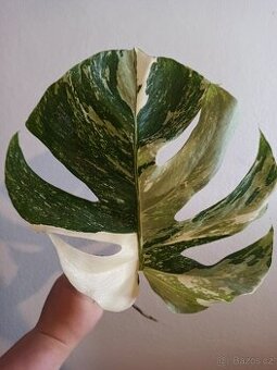 Monstera albo variegata
