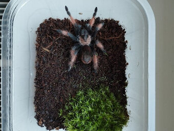 Brachypelma emilia - samička