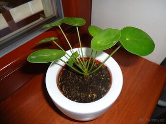 Pilea peperomioides, pokojová květina