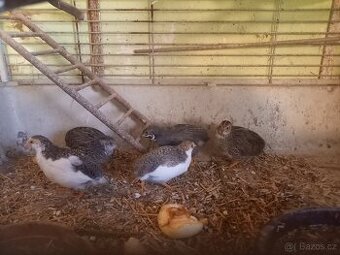 Andulky, zebřičky a křepelky čínské