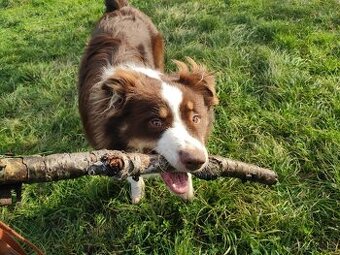 Hledá se nový domov pro pejska HUGA