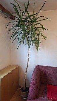 PRODÁM KVĚTINU - JUKA YUCCA OBROVSKÁ SLONÍ PALMA