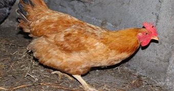 Poslední letošní starší slepičky