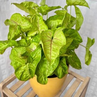 SLEVA⤵️  Syngonium Golden Allusion