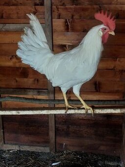 Mladý kohoutek leghorn bílý