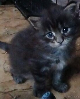 Mainska mývalí koťata s PP