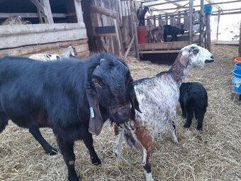 Prodám plemenného AN kozla Maria