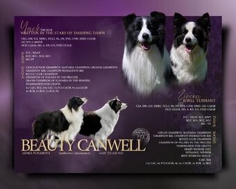 Špičková štěňata Border kolie s PP – CHS Beauty Canwell (vrh