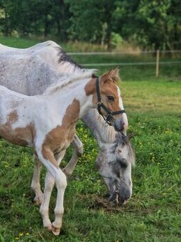 Prodám hřebečka po Artist-L