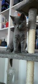 Britská modrá koťátka-poslední Kocourek