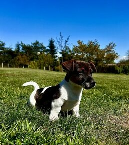 Jack Russel teriér