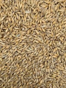 Ječmen + pšenice