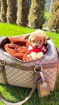 Maltipoo