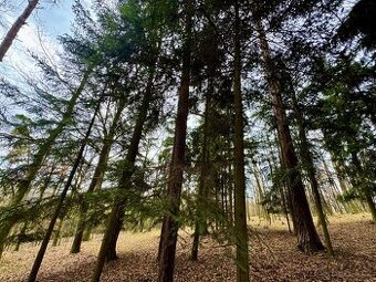 Lesní pozemek k.ú. Šerkovice 1.307m2