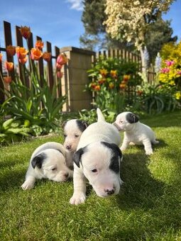 Jack Russel