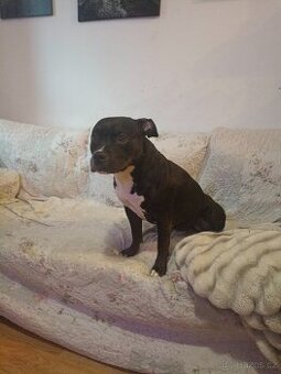 American bully pocket 4 roky s PP
