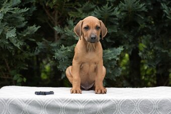 Rhodéský ridgeback s PP - standartni kluci 💙🖤