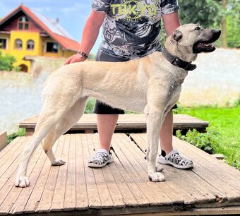 Kangal - štěňata s PP
