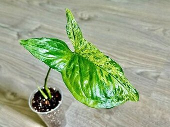 Syngonium Podophyllum Mojito
