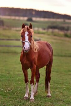 Welsh pony C