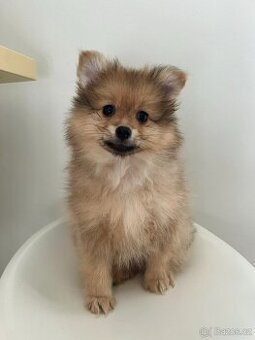 Štěně Pomeranian - chlapeček, 10 týdnů