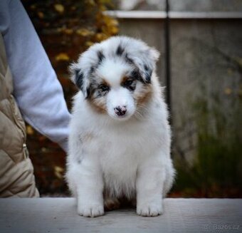 Australský ovčák s PP kluci