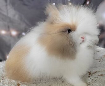 Zakrslý teddy králík