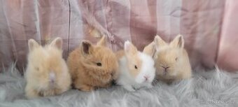 Zakrslý teddy králík