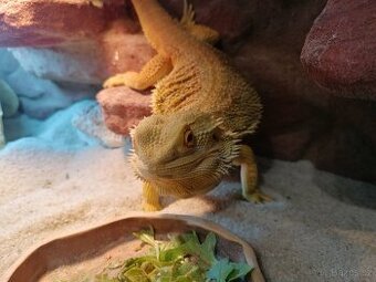 AGAMA VOUSATÁ i s terárkem