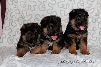 Štěňata německého ovčáka s PP