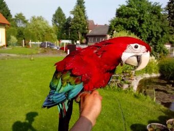 Ara zelenokřídlý (chloroptera), samec 2025