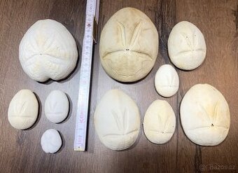 Mušle, Mechovky, Ježci, Krabi atd.