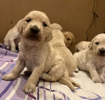 Zlatý retrívr bez PP