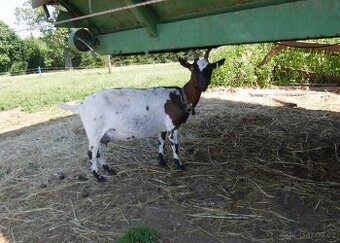 Holandská plemenná zakrslá koza