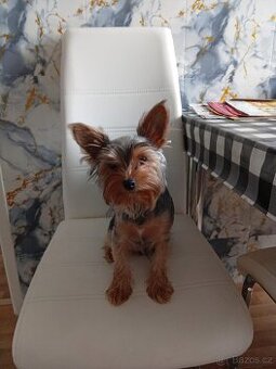 Prodám Yorkshire teriér