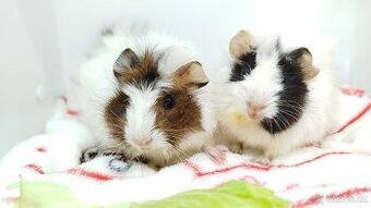 Morče, Morčata, Morčátko, Morčátka - GIGI A GINA