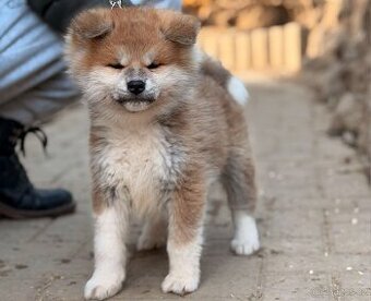 Akita Inu s PP - rodokmen FCI a AKIHO