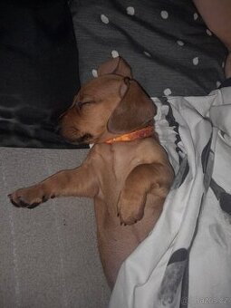 Jezevčík hladkosrstý standart