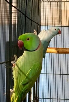 Alexandr malý mluvící pár