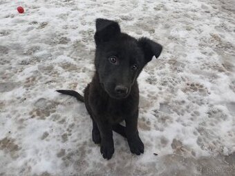 Německý ovčák s P.P., štěňata