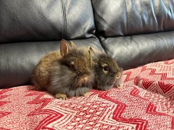 Zakrslý králík 1xsamec 1xmodrooká samička ♥️ - 1