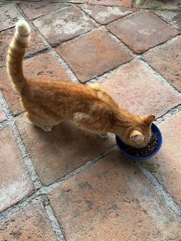 Daruji kocourka, kocour, kotě