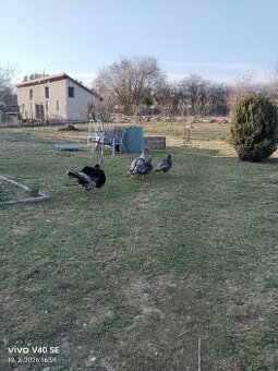 Prodám krůty a krocana