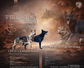 Východoevropský ovčák,Německý ovčák,Bílý švýcarský ovčák