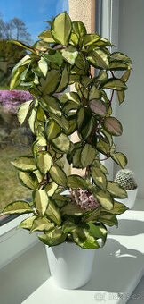 Hoya carnosa Tricolor - kvetoucí pokojovka
