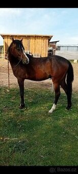Welsh pony B